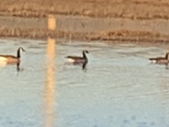 Branta canadensis