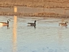 Branta canadensis