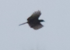 Cyanocorax