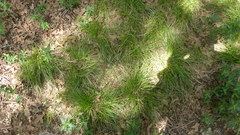 Carex texensis