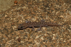 Diplodactylus lateroides