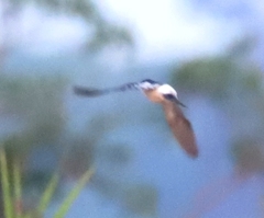 Tachycineta albiventer