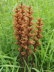 Orobanche lutea