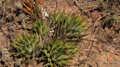 Haworthiopsis fasciata