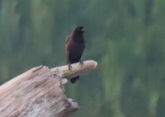 Cyanocorax cyanomelas