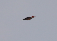 Dryocopus lineatus