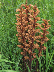 Orobanche lutea
