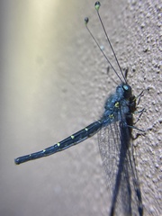 Suhpalacsa lyriformis