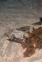 Lasiurus cinereus villosissimus