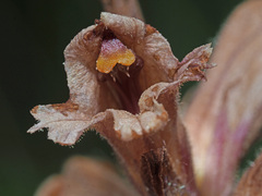 Orobanche lutea