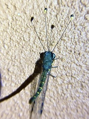 Suhpalacsa lyriformis