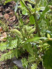 Lepidagathis formosensis
