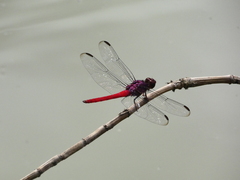 Orthemis schmidti