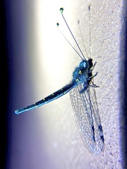 Suhpalacsa lyriformis