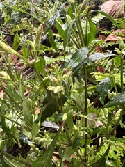 Lepidagathis formosensis