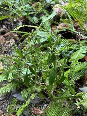 Lepidagathis formosensis