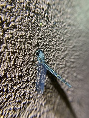 Suhpalacsa lyriformis