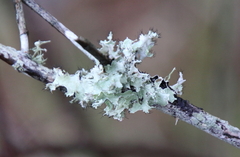 Parmotrema perforatum