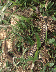 Fowlea flavipunctata