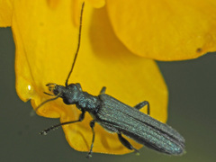 Oedemera virescens