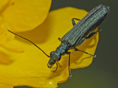 Oedemera virescens