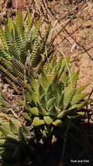 Haworthiopsis fasciata