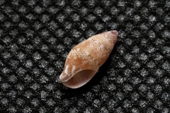 Mitrella bicincta