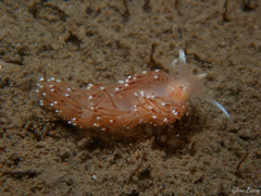 Facelina bostoniensis