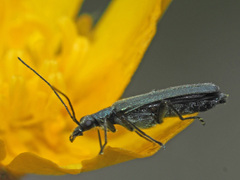 Oedemera virescens