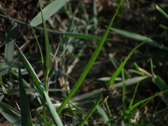 Bolboschoenus planiculmis