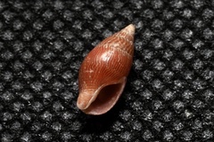 Mitrella bicincta