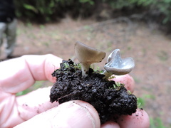 Peziza oliviae