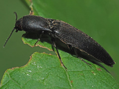 Ectinus aterrimus