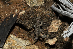 Gehyra variegata