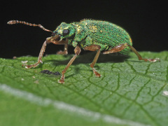 Polydrusus pterygomalis