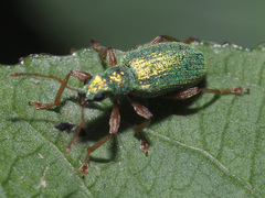 Polydrusus pterygomalis