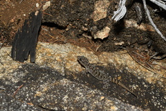 Gehyra variegata