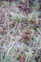 Bothriochloa bladhii