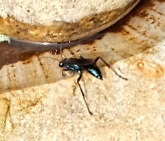 Chlorion aerarium