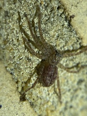 Deleninae