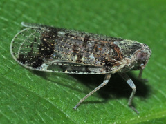 Cixius cunicularius
