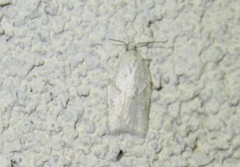 Acleris logiana