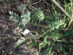 Gueldenstaedtia verna