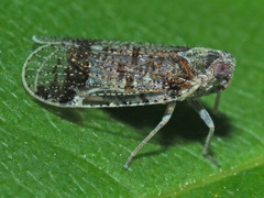 Cixius cunicularius