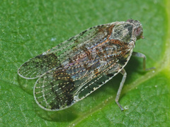 Cixius cunicularius