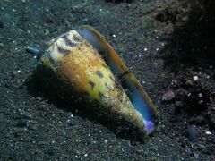 Conus mustelinus