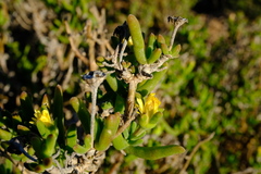 Delosperma crassum