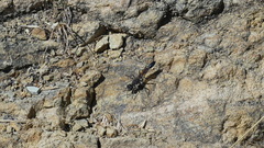 Ammophila lampei