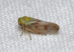 Oncopsis flavicollis