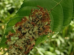 Thyrassia